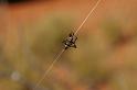 ZZ_ZZ305_D3424_Z_75_E. of Nuendah homestead_Australie